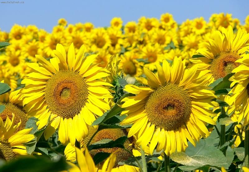 Foto: Slune�n� r�no