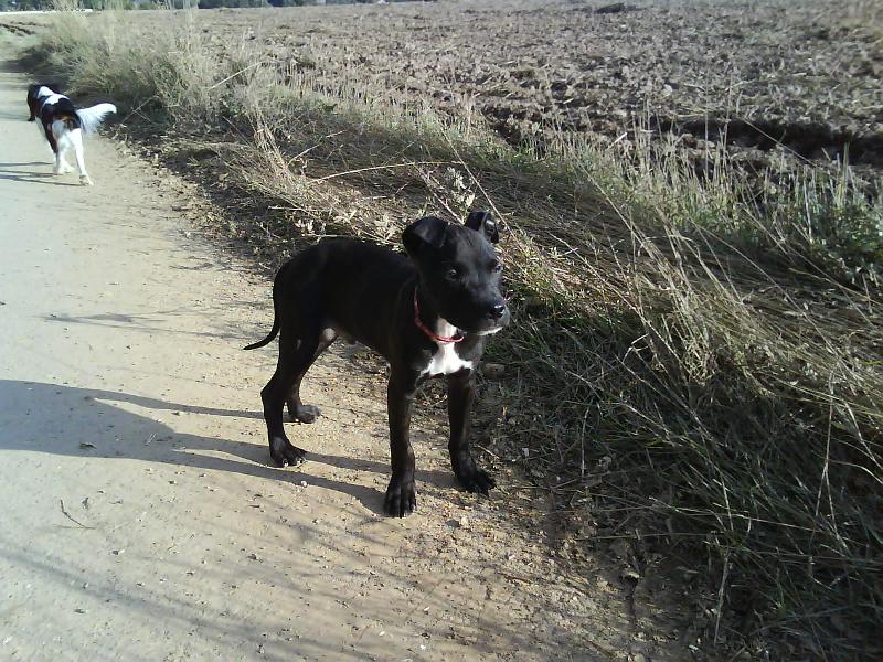 Foto: Rox ve 3m�s�c�ch-moje prvn� proch�zka s Roxem