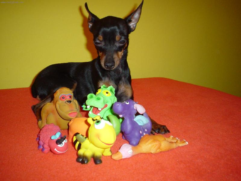 Foto: Spike ve sv� ZOO