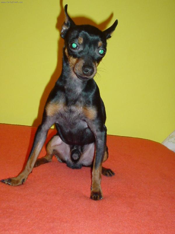 Foto: Spike jako kozl�k Mat�j