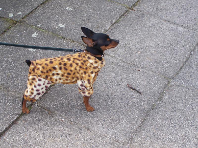 Foto: Cherry-Sle�na drs��k