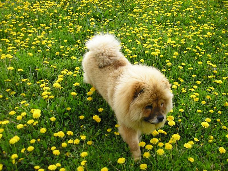 Foto: Nelinka a pampeli�ky