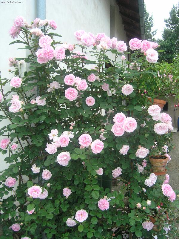 Foto: R��e stol�stka