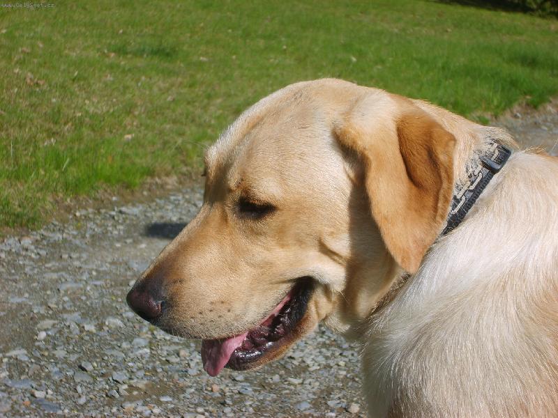 Foto: And�sek-portr�t