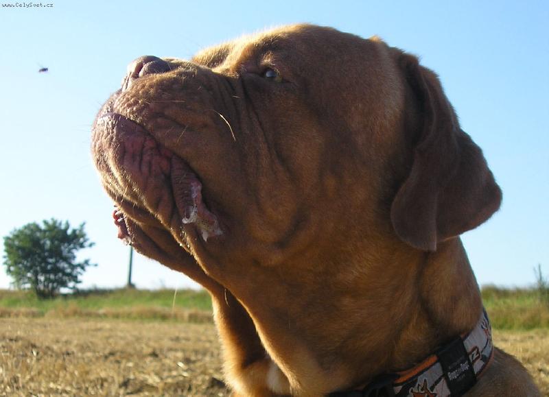 Foto: souboj s muchou