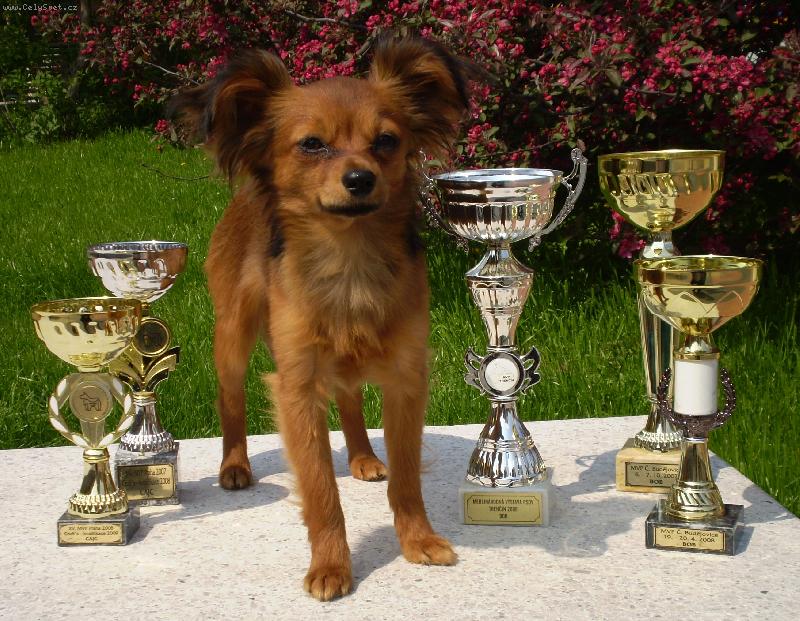 Foto: APACHE KING OF PETS ZE ZLATE JALNY-APACHE KING OF PETS ZE ZLATE JALNY