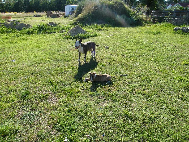 Foto: Na�e zlat��ka Danik s Amy