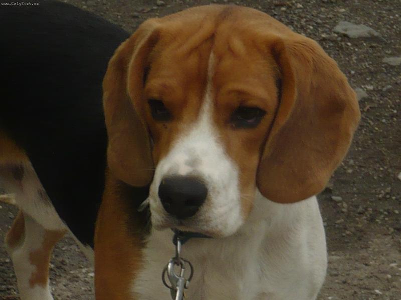 Foto: Billi�ek Olomouc 1rok-Bill��ek Olomouc 1rok