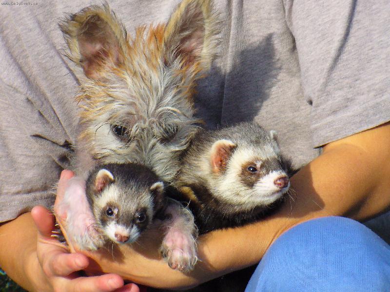 Foto: Zoe a fretecky