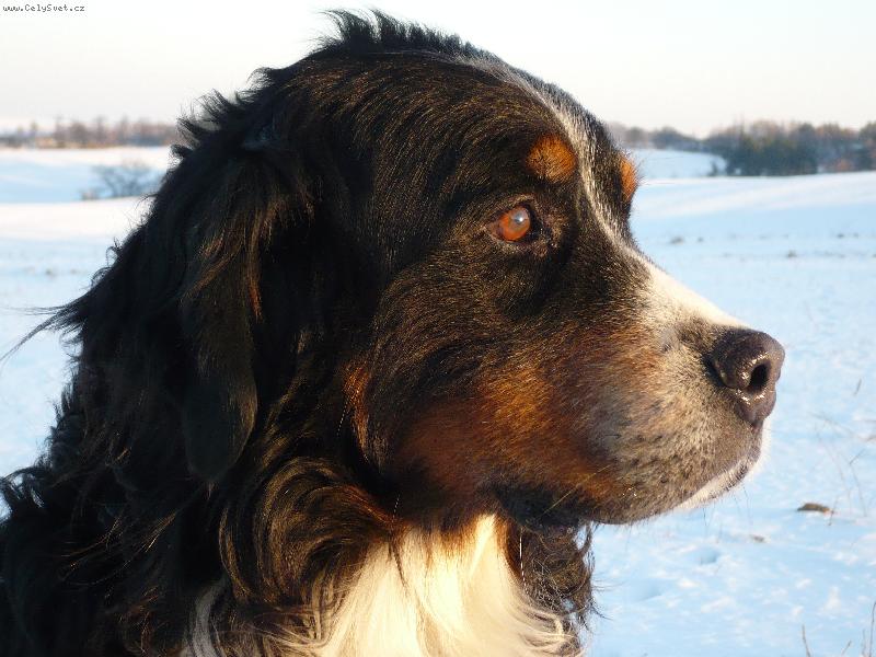 Foto: Dyk Alboja-nostalgick� Dy�ek