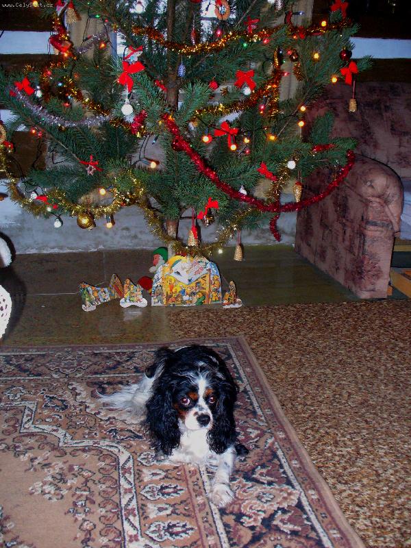 Foto: M�a-Nejkr�sn�j�� v�no�n� d�rek