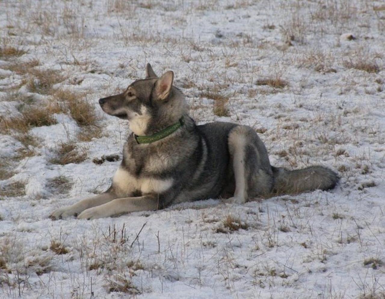 Foto: jamthund-Aida pod T�borem