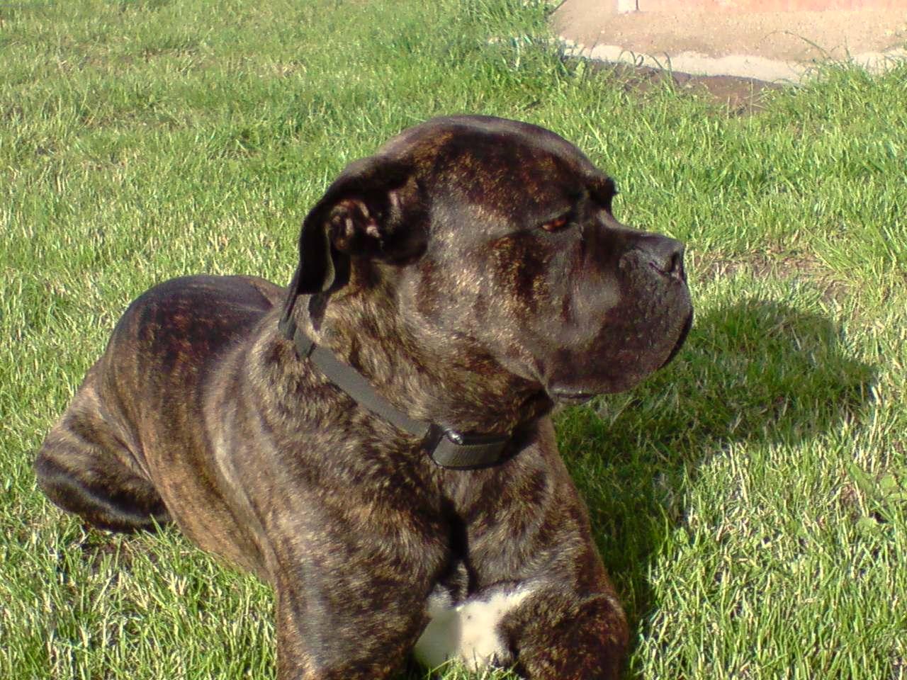 Foto: Uncas-n� mazl�k