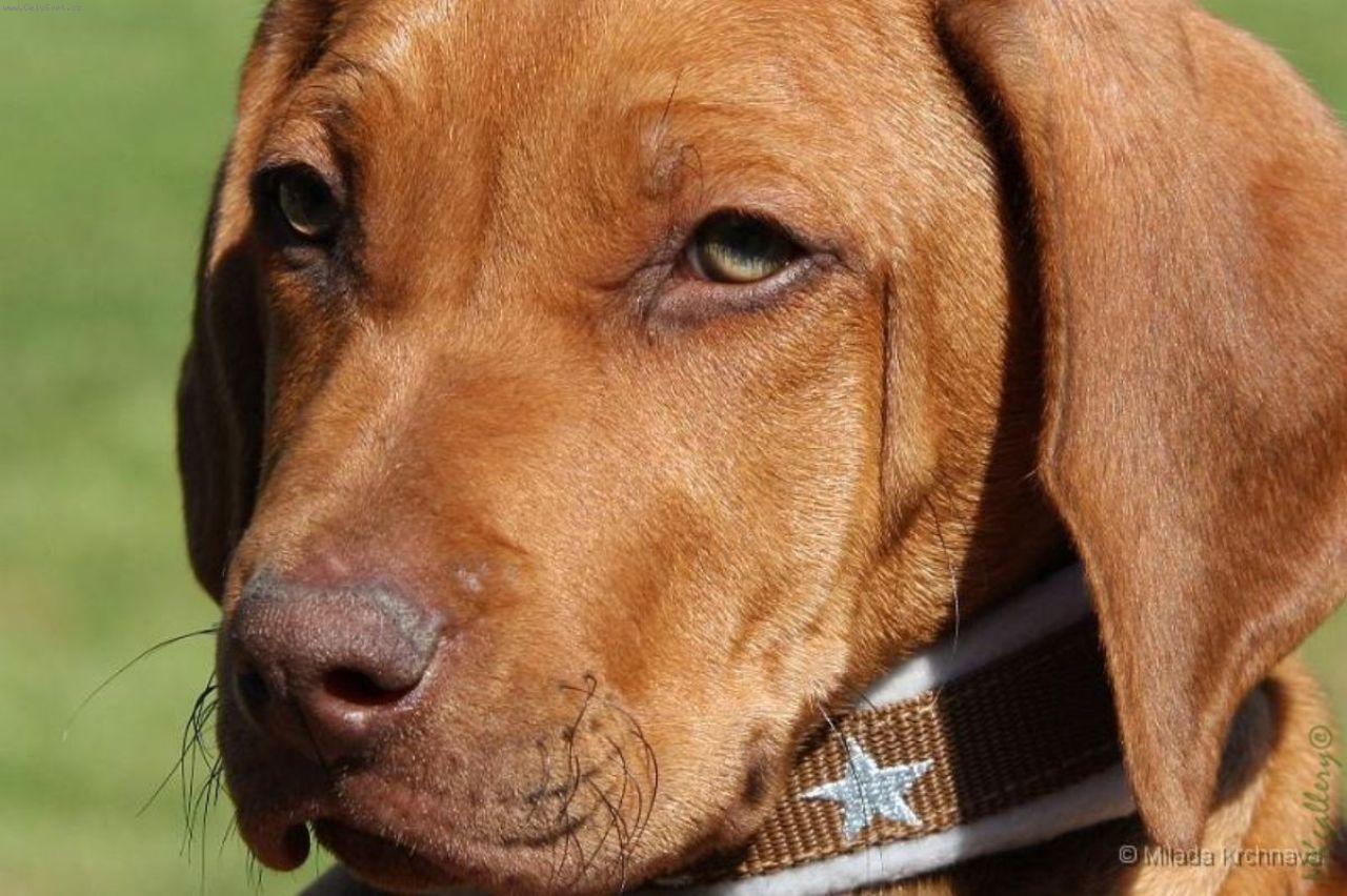 Foto: DAZZLING TAQ NERO