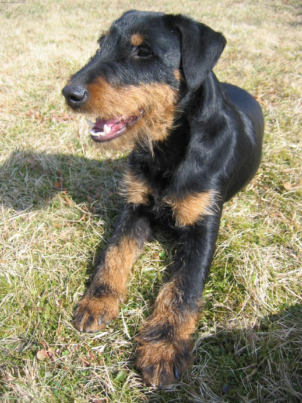 Foto: N�meck� loveck� teri�r