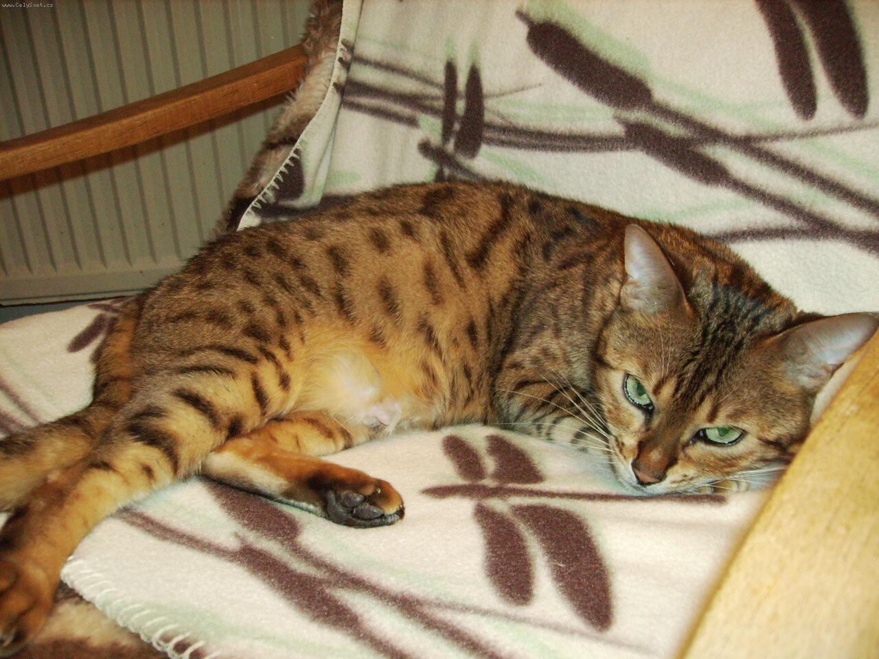 Foto: Rebeka-�ek�n� na p��r�stek