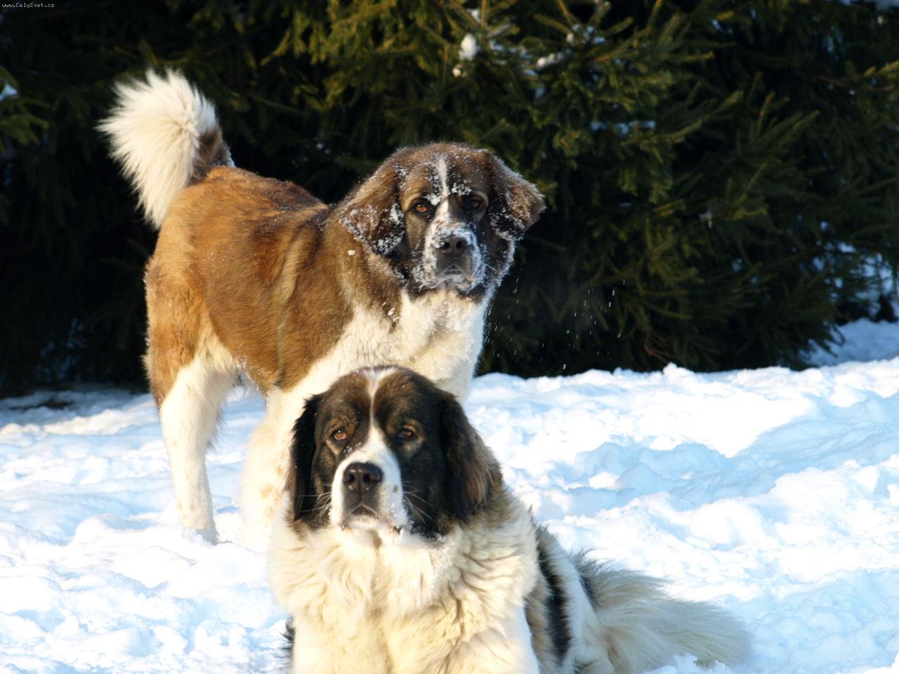 Foto: Moskevsk� str�n� pes