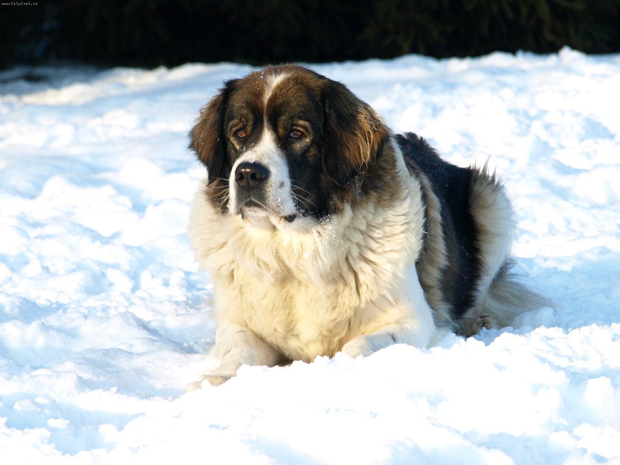 Foto: Moskevsk� str�n� pes