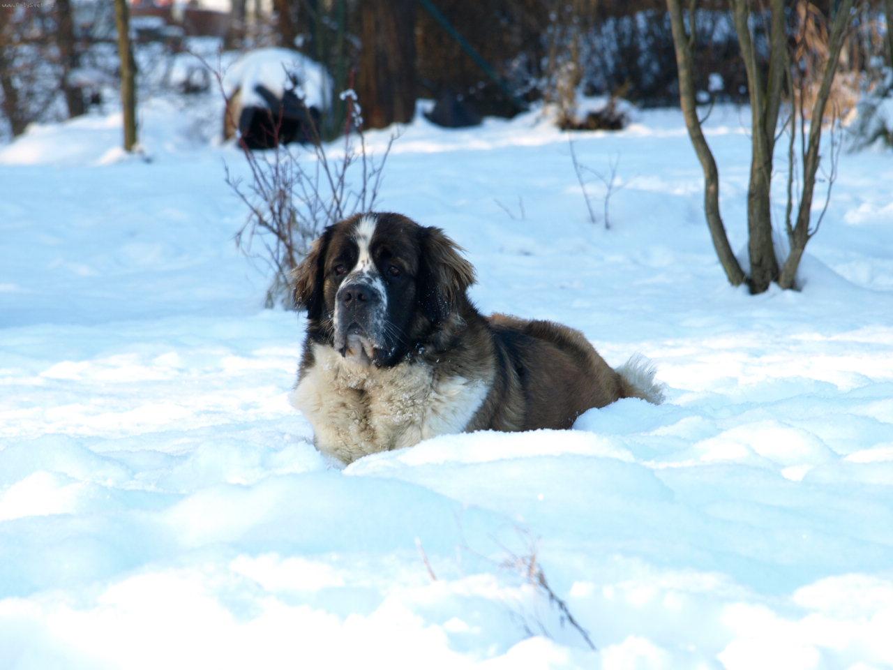 Foto: Moskevsk� str�n� pes