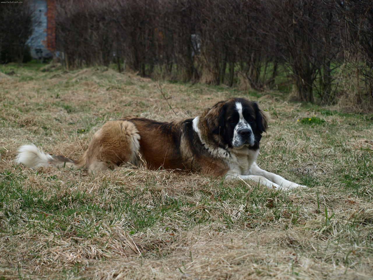 Foto: Moskevsk� str�n� pes