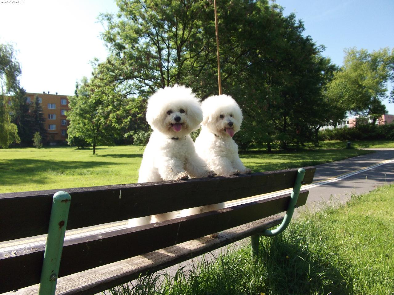 Foto: Bi�ko a Dami�ek