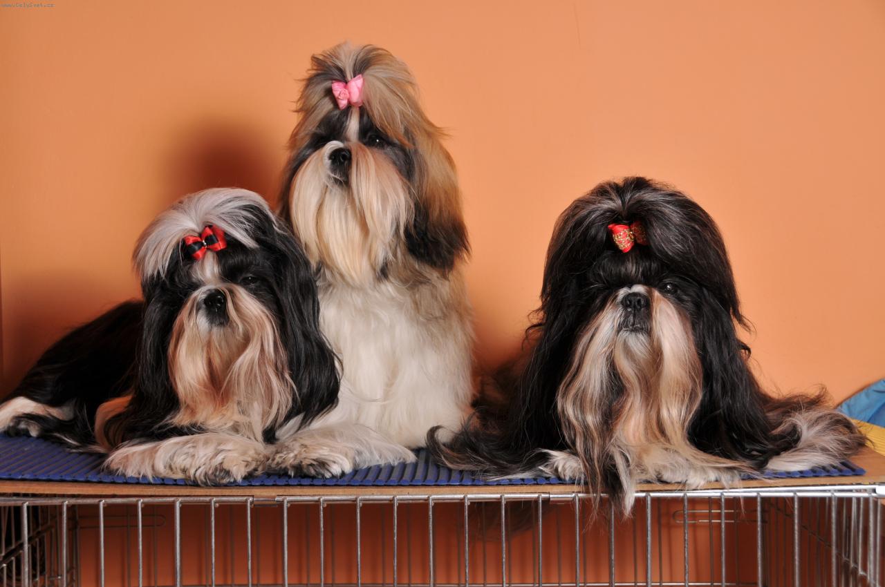 Foto: Parta hic-moje zlat��ka