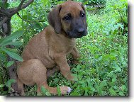 Odpo�inek mal�ho pr�zkumn�ka