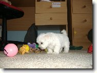 �ich�m �ich�m �lov��inu