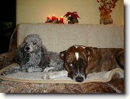 V�no�n� pohoda