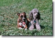 Bab� l�to - Beretta a Jenny