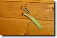 kudlanka n�bo�n�