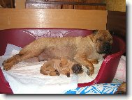 Berry - 4 t�dny - s m�mou Annie