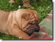 �t�n� - 5.t�den