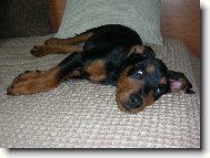 Rot - cerROT Danilo �kub�nek