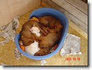 P��rodn� tepl��ko je nejlep��