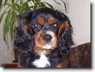 mil��ek ��rl�