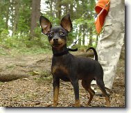 Na v�let� v lese