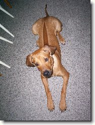 Rhod�zsk� ridgeback