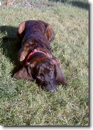 Car z Prokopsk� h�jenky