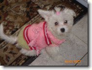 To jsem fe�anda,�e?