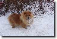 Mao-vzpom�nka na lo�sk� sn�h