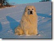 Baron z Borov�ho Hr�dku