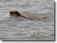 Tady na�e Kettynka hon� v Balatonu ka�enky...