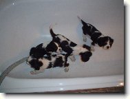 kaval��� koup�n�