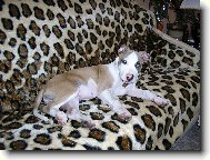 jsem gau�kultur�k