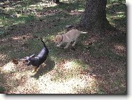 10 m�s��n� k��enec Krysa��ka a Jezev��ka s Labradorkou 3 m�si�n�