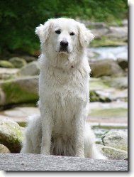 Dovolen� v Krkono��ch