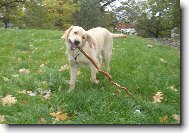 Hrd� si nese klacek