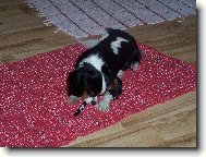  m�j mal� milovan� Lucky