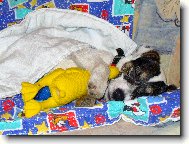 D�re�ek Jack
